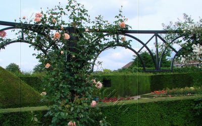 Сад роз в Бельгии