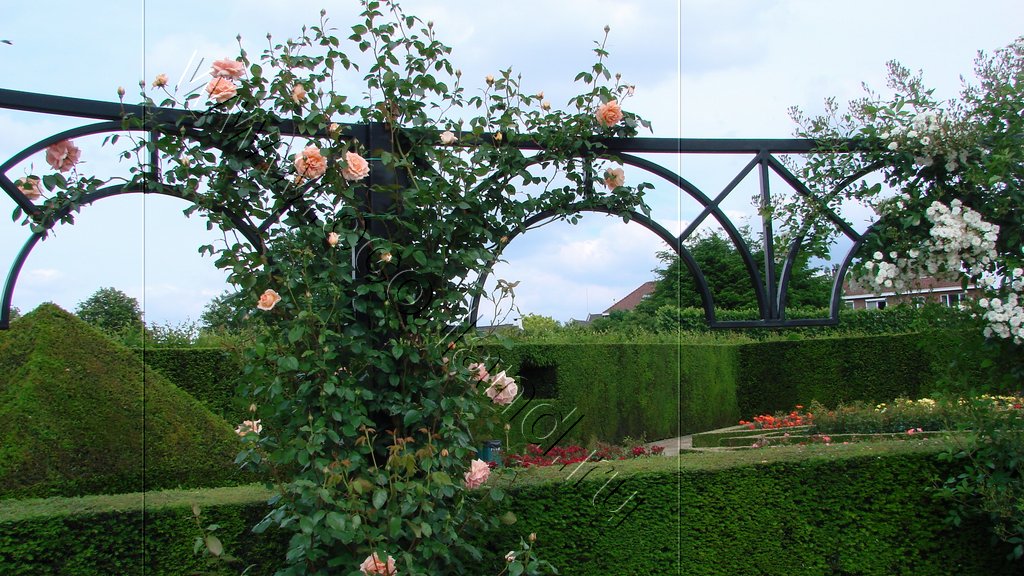 Сад роз в Бельгии