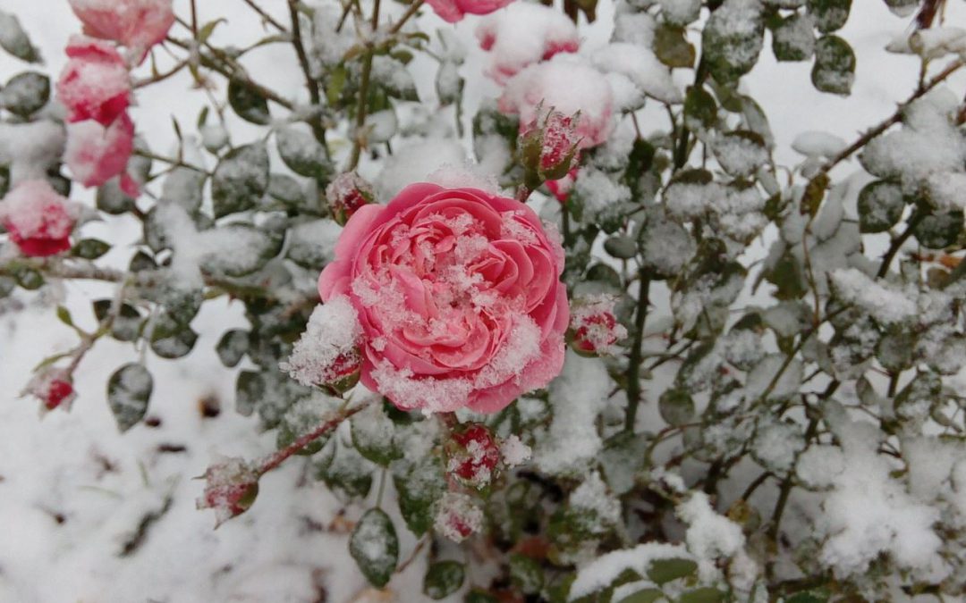 Укрытие роз на зиму